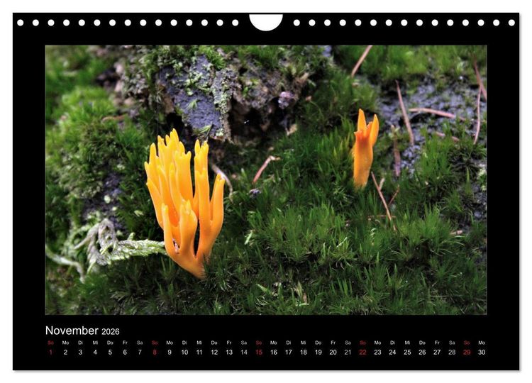 Produktbild: Pilze (Wandkalender 2026 DIN A4 quer), CALVENDO Monatskalender
