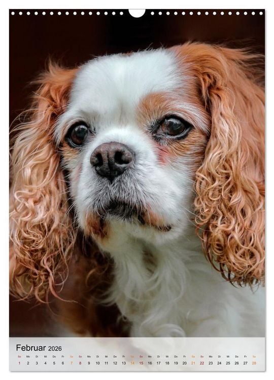Produktbild: Hunde - treu und ehrlich (Wandkalender 2026 DIN A3 hoch), CALVENDO Monatskalender