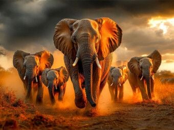 Produktbild: CALVENDO Puzzle Elefanten | 1000 Teile Lege-Gr&ouml;&szlig;e 64x48cm Foto-Puzzle f&uuml;r gl&uuml;ckliche Stunden