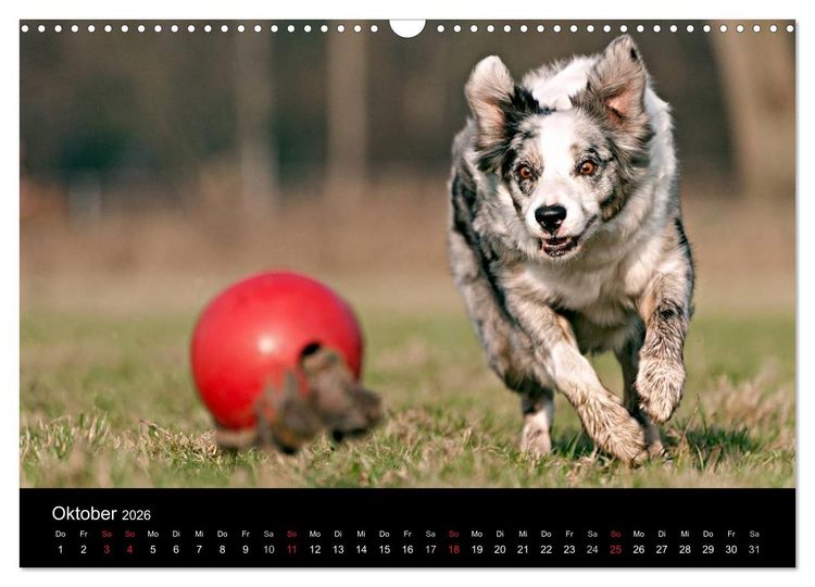 Produktbild: Border Collies (Wandkalender 2026 DIN A3 quer), CALVENDO Monatskalender