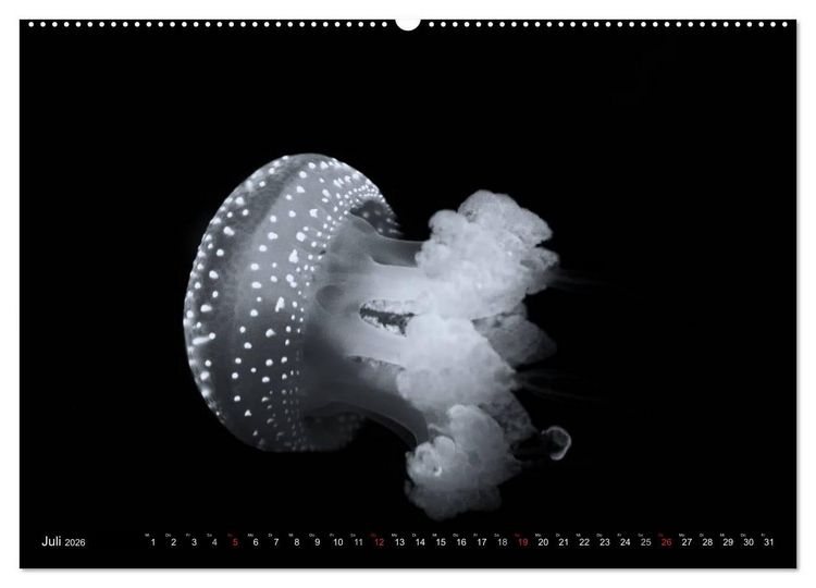 Produktbild: Meerestiere Bilder in Schwarz Weiss (Wandkalender 2026 DIN A2 quer), CALVENDO Monatskalender