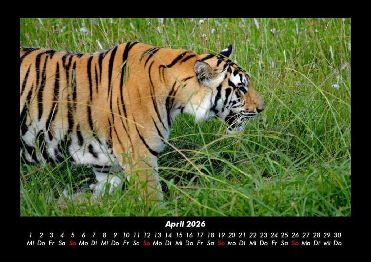 Produktbild: Tiger 2026 Fotokalender DIN A3