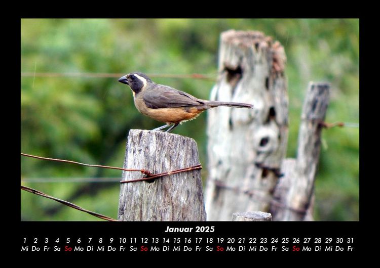Produktbild: Welt der V&ouml;gel 2025 Fotokalender DIN A3