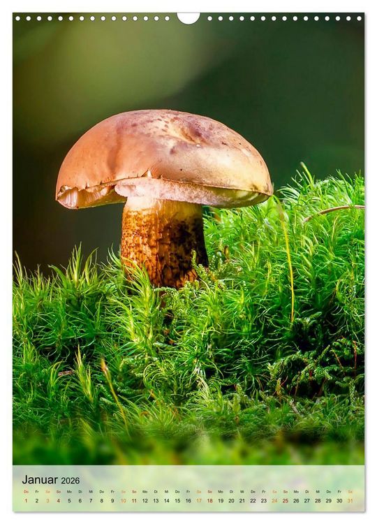 Produktbild: Pilze - kleine Riesen (Wandkalender 2026 DIN A3 hoch), CALVENDO Monatskalender