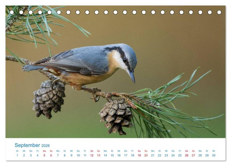 Produktbild: Singv&ouml;gel - 12 Arten im Garten (Tischkalender 2026 DIN A5 quer), CALVENDO Monatskalender