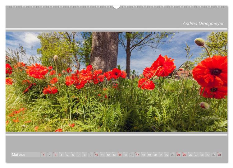 Produktbild: Krummh&ouml;rn im Panorama-Format (Wandkalender 2026 DIN A2 quer), CALVENDO Monatskalender