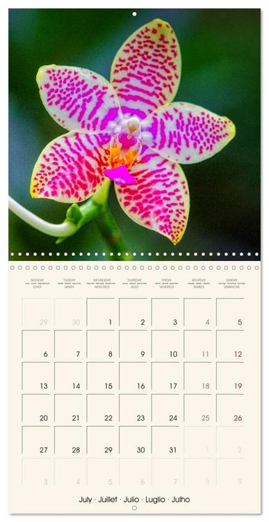 Produktbild: Phalaenopsis, la reine des Orchid&eacute;es (Calendrier mural carr&eacute; 2026 30x30 cm) Calendrier double avec une page pour vos prises de notes