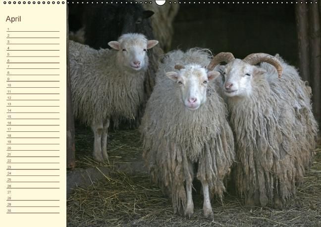 Produktbild: Der wollige Geburtstagskalender (Wandkalender immerw&auml;hrend DIN A2 quer)