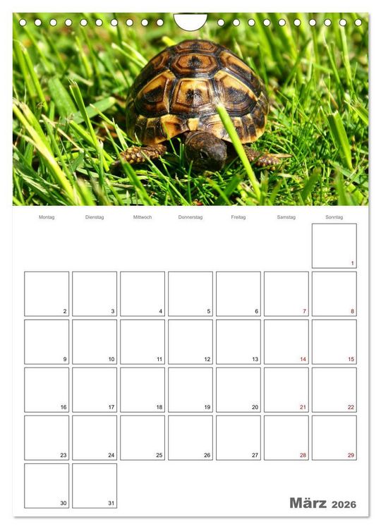 Produktbild: Langsame Schildkr&ouml;ten (Wandkalender 2026 DIN A4 hoch), CALVENDO Monatskalender
