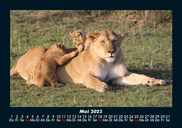 Produktbild: Tiere in der Wildnis 2025 Fotokalender DIN A5