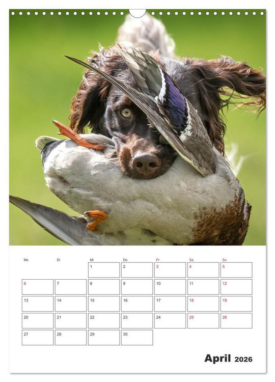 Produktbild: Geboren um zu Jagen. Der kleine M&uuml;nsterl&auml;nder (Wandkalender 2026 DIN A3 hoch), CALVENDO Monatskalender
