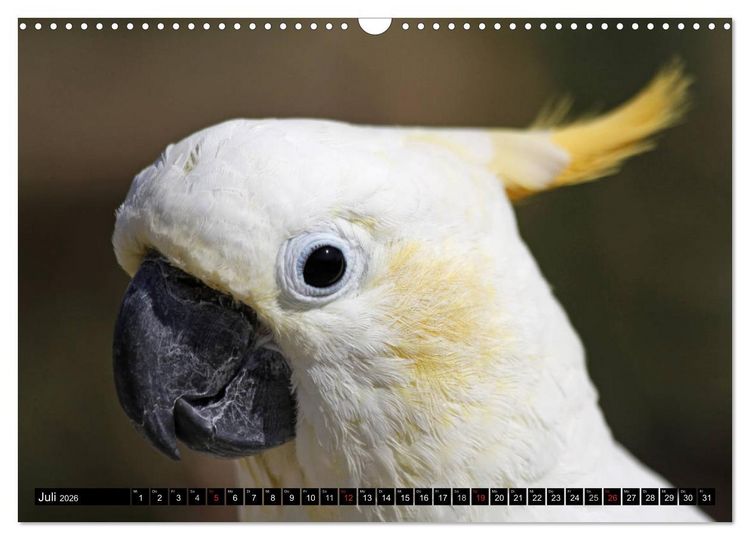 Produktbild: Die Kakadus sind los (Wandkalender 2026 DIN A3 quer), CALVENDO Monatskalender