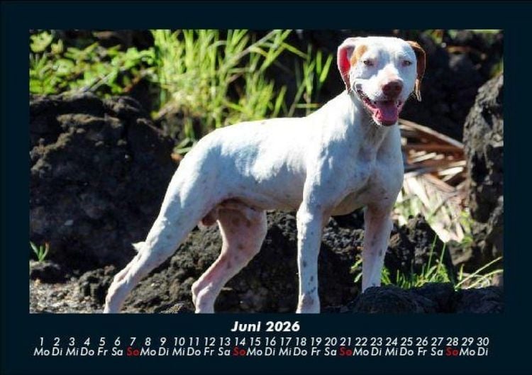 Produktbild: Der Hundekalender 2026 Fotokalender DIN A5