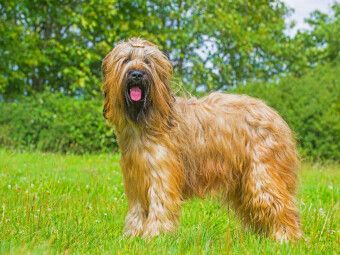 Produktbild: CALVENDO Puzzle Eine wahre Sch&ouml;nheit - Briard | 1000 Teile Lege-Gr&ouml;&szlig;e 64x48cm Foto-Puzzle f&uuml;r gl&uuml;ckliche Stunden