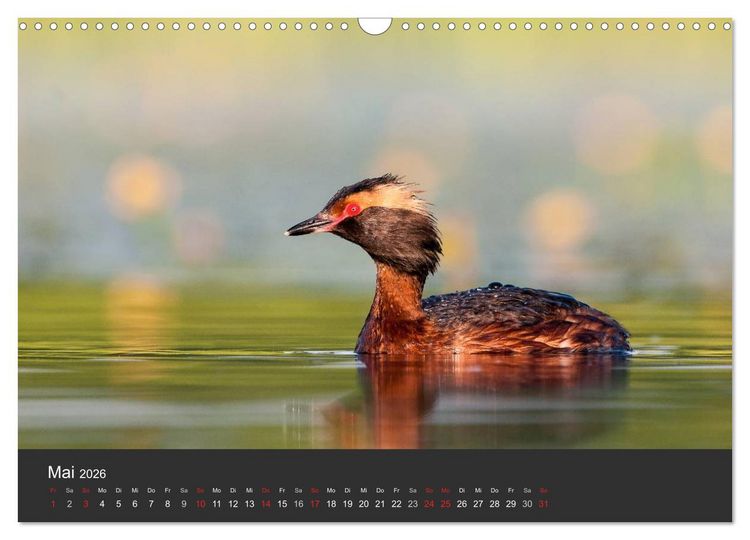 Produktbild: V&ouml;gel im Norden Europas (Wandkalender 2026 DIN A3 quer), CALVENDO Monatskalender