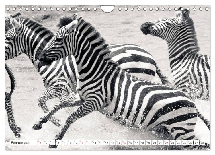 Produktbild: Emotionale Momente: Zebras - black & white. (Wandkalender 2026 DIN A4 quer), CALVENDO Monatskalender