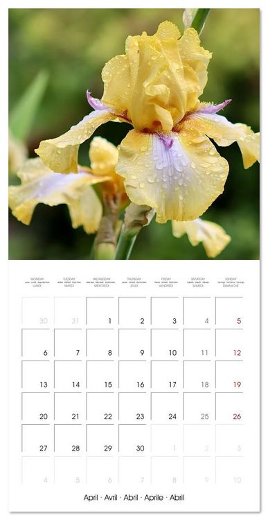 Produktbild: ENCHANTING FLOWERS (Wall Calendar 2026 12 &times; 12 Inch) CALVENDO 12 Month Wall Calendar