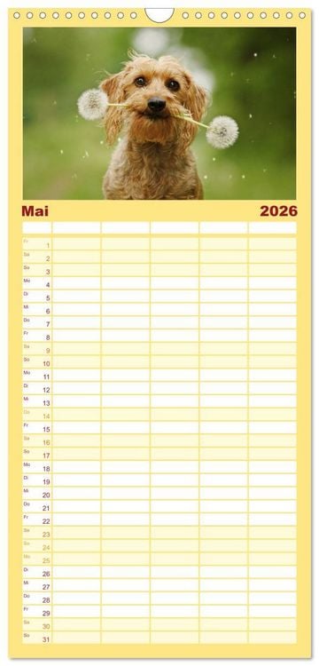Produktbild: Familienplaner 2026 - DACKELmix Elli Pirelli mit 5 Spalten (Wandkalender, 21 x 45 cm) CALVENDO