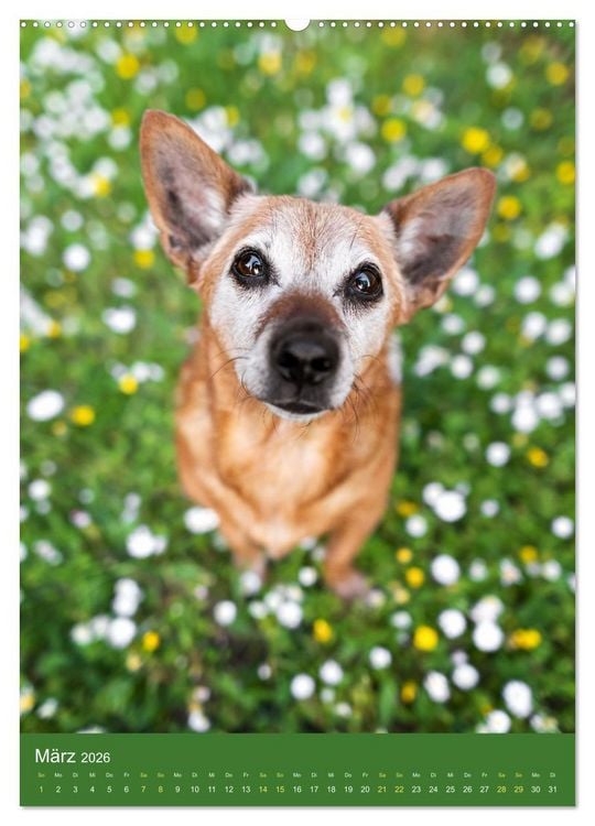 Produktbild: Hundeportraits - Monatskalender (Wandkalender 2026 DIN A2 hoch), CALVENDO Monatskalender