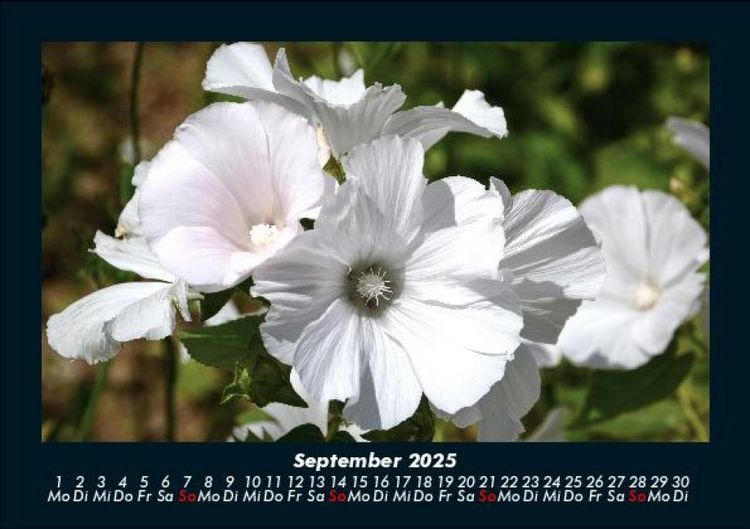 Produktbild: Blumenkalender 2025 Fotokalender DIN A5