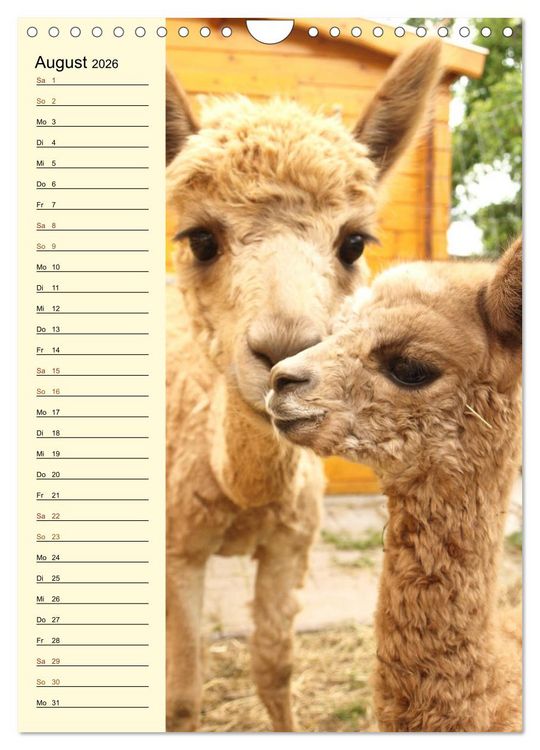 Produktbild: Alpakas zum Knuddeln gerne (Wandkalender 2026 DIN A4 hoch), CALVENDO Monatskalender