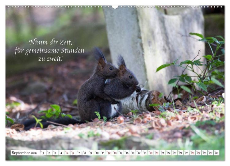 Produktbild: Tipps von Eichh&ouml;rnchen an Eichh&ouml;rnchenliebhaber (hochwertiger Premium Wandkalender 2026 DIN A2 quer), Kunstdruck in Hochglanz