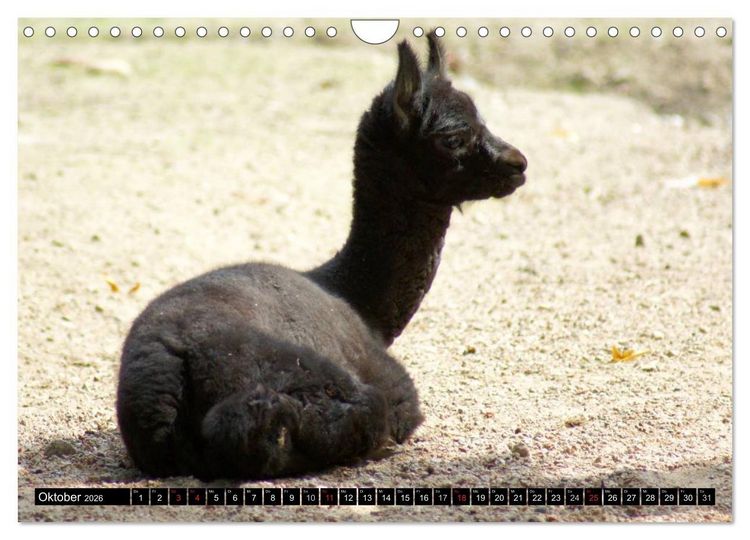 Produktbild: Lama und Alpaka (Wandkalender 2026 DIN A4 quer), CALVENDO Monatskalender