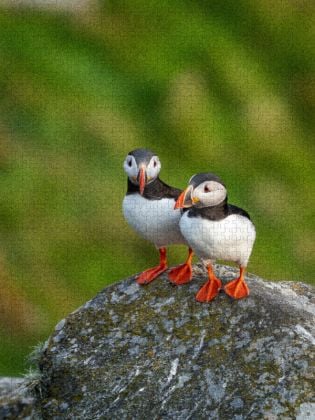 Produktbild: CALVENDO Puzzle Ein Motiv aus dem Kalender Naturerlebnis Puffin | 1000 Teile Lege-Gr&ouml;&szlig;e 64x48cm Foto-Puzzle f&uuml;r gl&uuml;ckliche Stunden