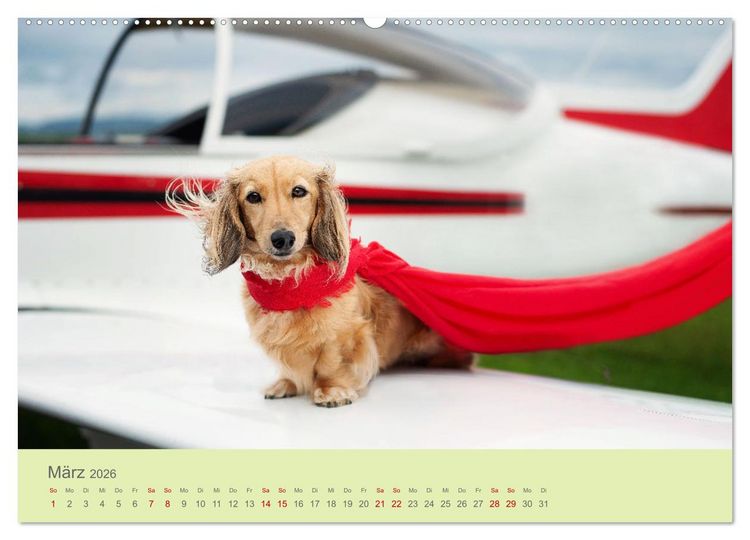 Produktbild: Dackel unterwegs (Wandkalender 2026 DIN A2 quer), CALVENDO Monatskalender