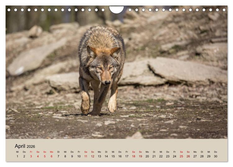 Produktbild: Wolfsrudel (Wandkalender 2026 DIN A4 quer), CALVENDO Monatskalender