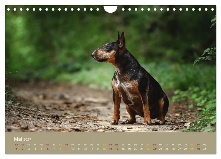 Produktbild: Bullterrier, liebenswerte Sturk&ouml;pfe (Wandkalender 2027 DIN A4 quer), CALVENDO Monatskalender