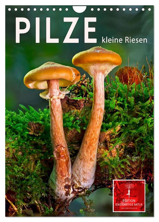 Produktbild: Pilze - kleine Riesen (Wandkalender 2026 DIN A4 hoch), CALVENDO Monatskalender