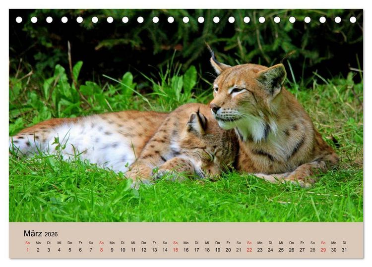 Produktbild: Der Luchs. Pinselohren und Bernsteinaugen (Tischkalender 2026 DIN A5 quer), CALVENDO Monatskalender