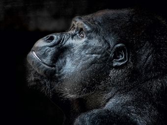 Produktbild: Gorilla (Puzzle)