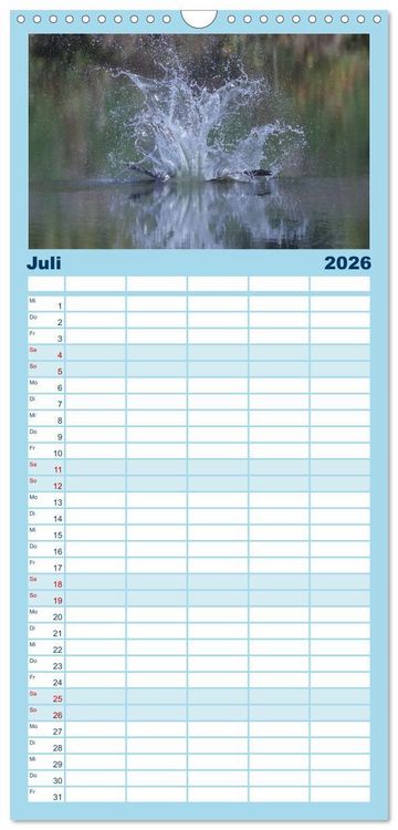 Produktbild: Familienplaner 2026 - Fischadler - Meister des Sturzfluges mit 5 Spalten (Wandkalender, 21 x 45 cm) CALVENDO