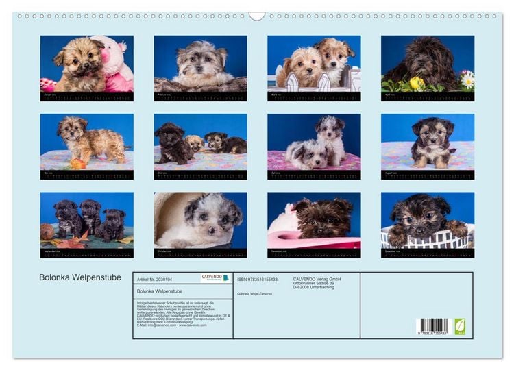 Produktbild: Bolonka Welpenstube (Wandkalender 2026 DIN A2 quer), CALVENDO Monatskalender