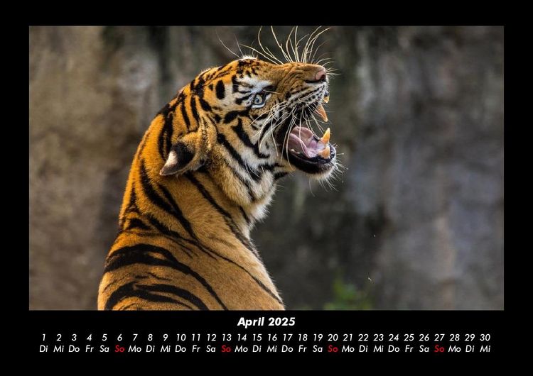 Produktbild: Tiger 2025 Fotokalender DIN A3