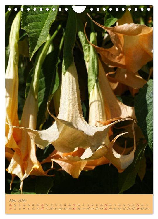 Produktbild: Brugmansia & Datura - Exotische Sch&ouml;nheiten (Wandkalender 2026 DIN A4 hoch), CALVENDO Monatskalender