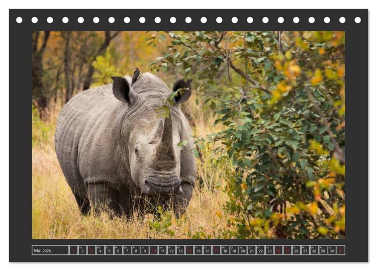 Produktbild: Das Wei&szlig;e Nashorn (Tischkalender 2026 DIN A5 quer), CALVENDO Monatskalender