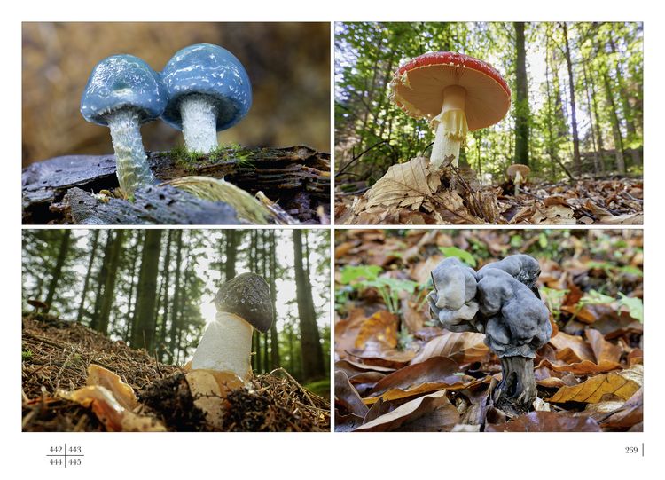 Produktbild: Chiemen-Halbinsel, Naturoase am Zugersee im Wandel der Jahreszeiten
