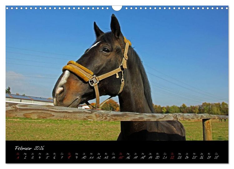 Produktbild: Pferdegefl&uuml;ster (Wandkalender 2026 DIN A3 quer), CALVENDO Monatskalender