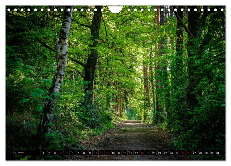 Produktbild: Wege des einfachen Gl&uuml;cks - Spazierg&auml;nge im Wald (Wandkalender 2026 DIN A4 quer), CALVENDO Monatskalender