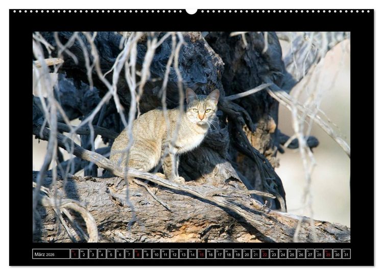 Produktbild: Afrikas Katzen (Wandkalender 2026 DIN A2 quer), CALVENDO Monatskalender