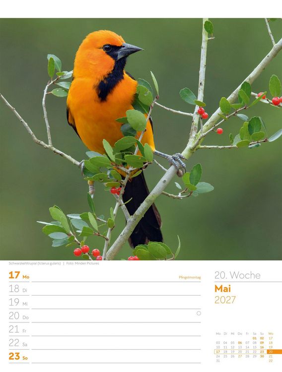 Produktbild: V&ouml;gel Wochenplaner Kalender 2027