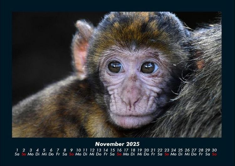 Produktbild: Tiere in der Wildnis 2025 Fotokalender DIN A4