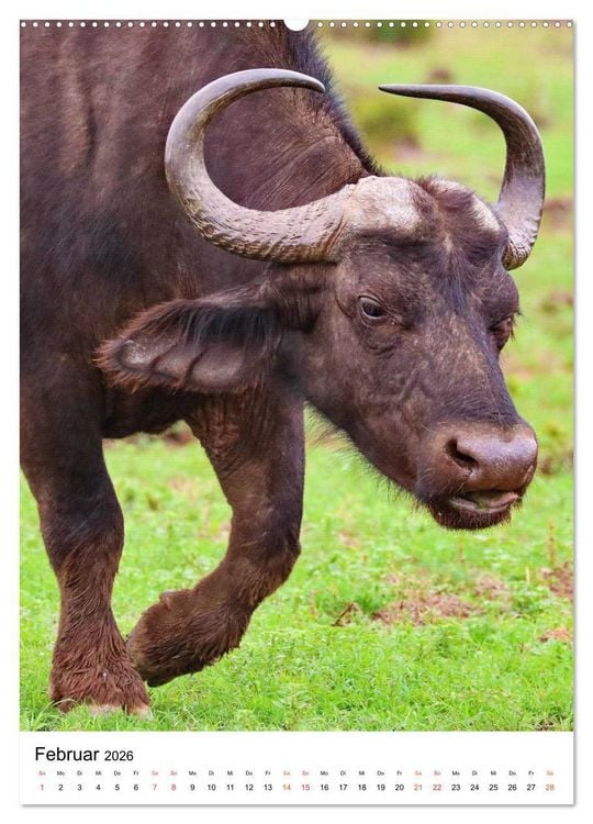 Produktbild: S&Uuml;DAFRIKA Wild-Tiere im Addo Elephant Park (hochwertiger Premium Wandkalender 2026 DIN A2 hoch), Kunstdruck in Hochglanz