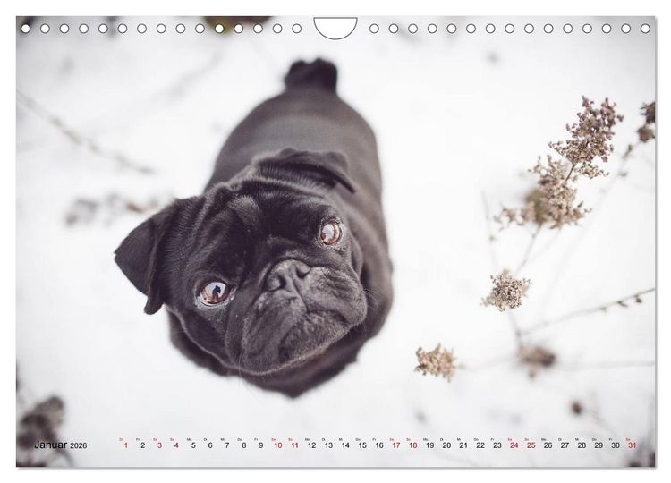 Produktbild: Diesels Welt (Wandkalender 2026 DIN A4 quer), CALVENDO Monatskalender