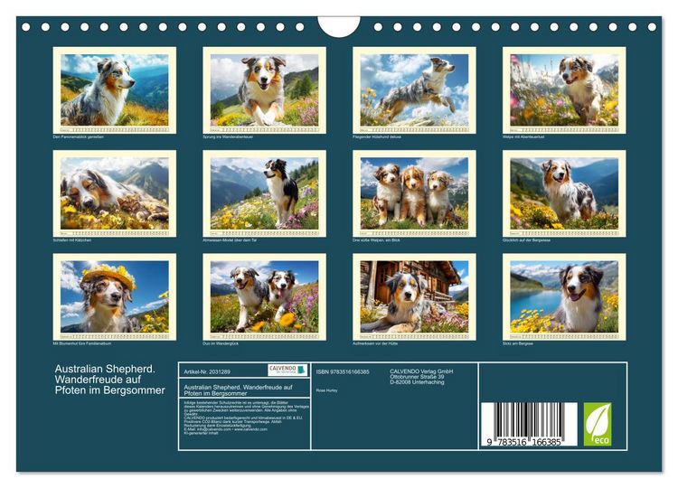 Produktbild: Australian Shepherd. Wanderfreude auf Pfoten im Bergsommer (Wandkalender 2026 DIN A4 quer), CALVENDO Monatskalender
