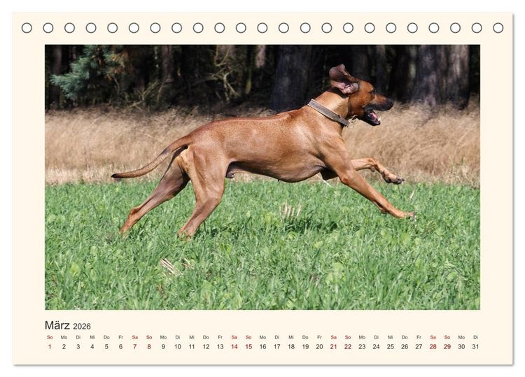 Produktbild: Rhodesian Ridgeback Power aus S&uuml;dafrika (Tischkalender 2026 DIN A5 quer), CALVENDO Monatskalender