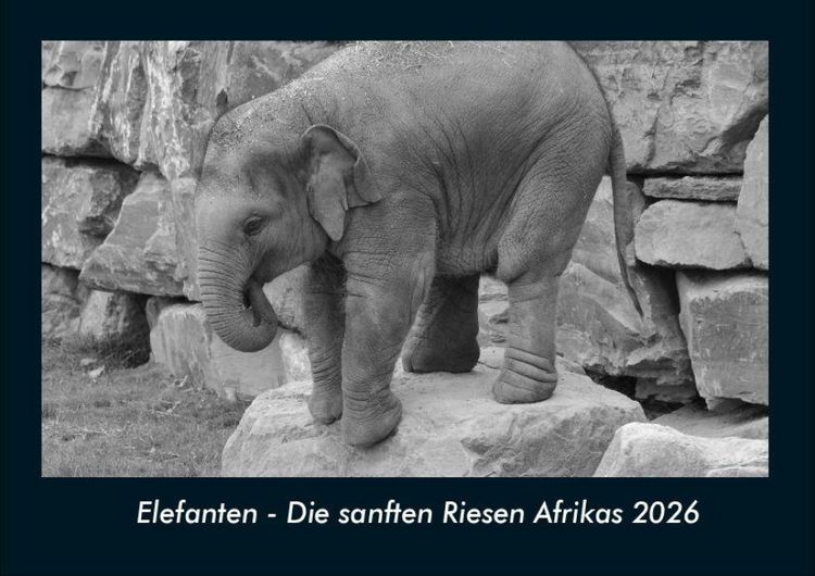 Produktbild: Elefanten - Die sanften Riesen Afrikas 2026 Fotokalender DIN A4